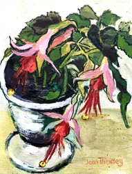Fuchsias